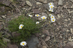 Tripleurospermum caucasicum