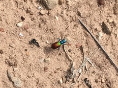 Cicindela scutellaris scutellaris