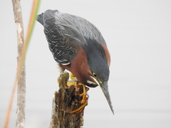 Butorides virescens image