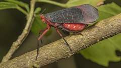 Kalidasa lanata