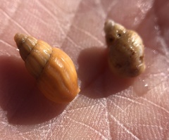 Amphissa versicolor
