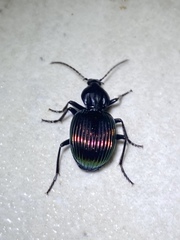 Brachygnathus muticus