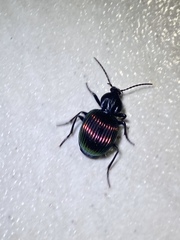 Brachygnathus muticus