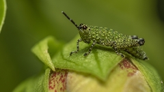 Acrididae
