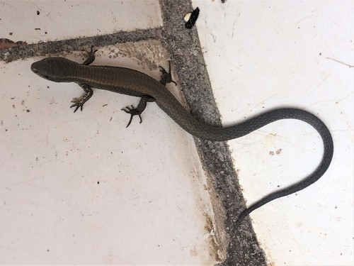Ruthven's Macropholidus, Macropholidus ruthveni