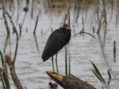 Egretta tricolor image