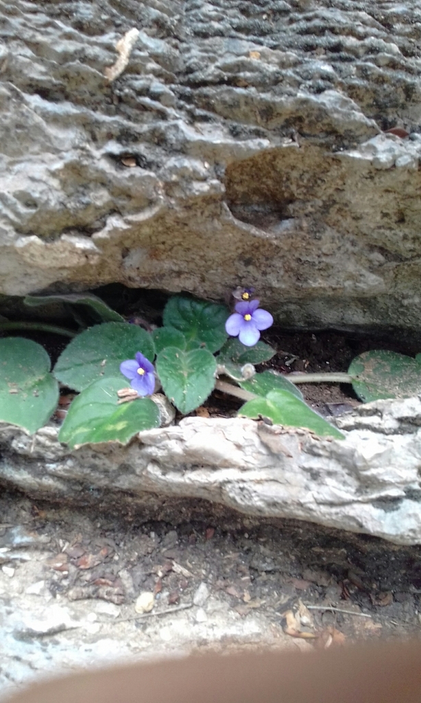 Violette africaine (Saintpaulia ionantha H.Wendl. (syn. Streptocarpus ionanthus))