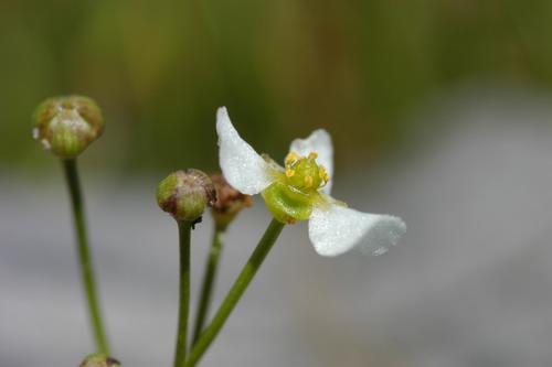 Dwarf burhead