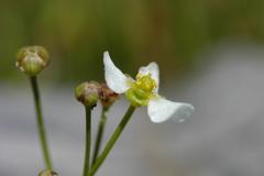 Dwarf burhead
