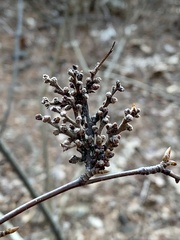 Eriophyes betulae