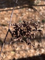 Eriophyes betulae