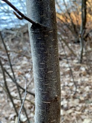 Eriophyes betulae