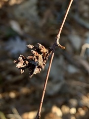 Eriophyes betulae