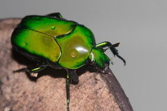 Ischiopsopha wallacei