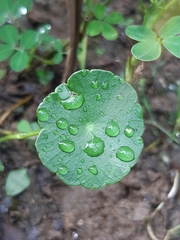Hydrocotyle vulgaris