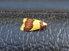 Heterallactis microchrysa