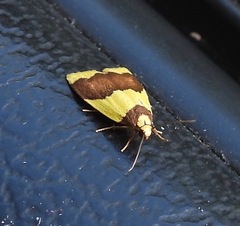 Heterallactis microchrysa