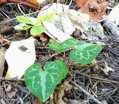 Asarum marmoratum