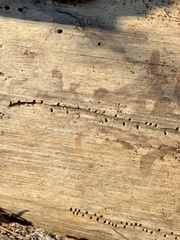 Pityogenes bidentatus