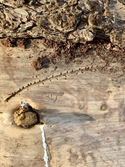 Pityogenes bidentatus