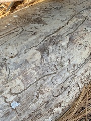 Pityogenes bidentatus