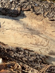 Pityogenes bidentatus