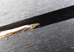 Orocrambus flexuosellus