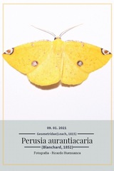 Perusia aurantiacaria