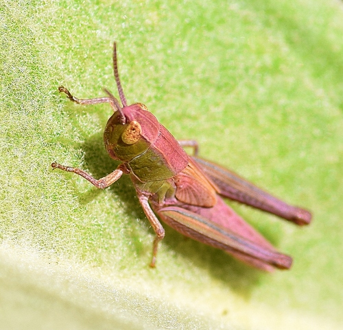 Meadow Grasshopper