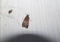 Eudonia asterisca