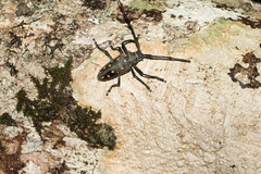 Batocera frenchi