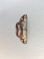 Scioglyptis lyciaria