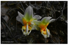 Stanhopea pseudoradiosa