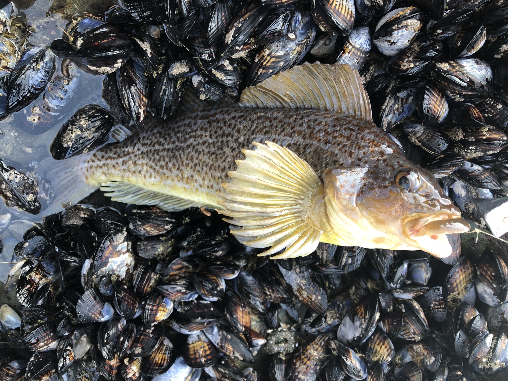 I love the colours on lingcod and greenling, it surprised me when I told my  buddy who's been fishing over a decade they were part of the same family  (Hexagrammidae) and he