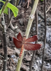 Neurothemis terminata