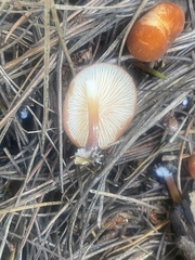 Marasmius elegans