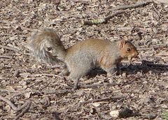 Sciurus carolinensis