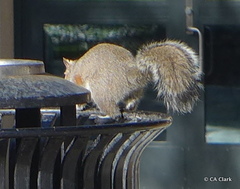 Sciurus carolinensis