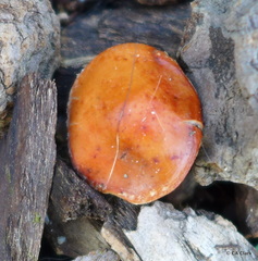 Leratiomyces ceres