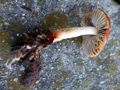 Leratiomyces ceres
