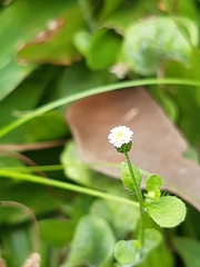Angiospermae