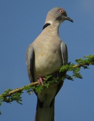 Streptopelia decipiens