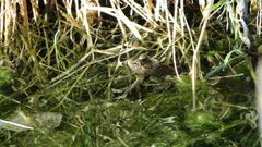Lithobates onca