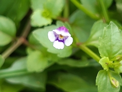 Torenia crustacea