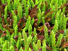 Polystichum mohrioides