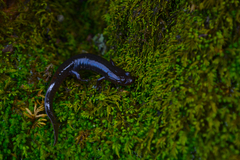 Desmognathus brimleyorum