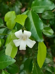 Murraya paniculata