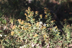 Calea ternifolia