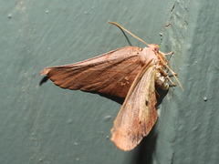 Xenomusa metallica