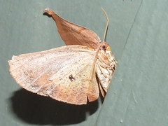 Xenomusa metallica